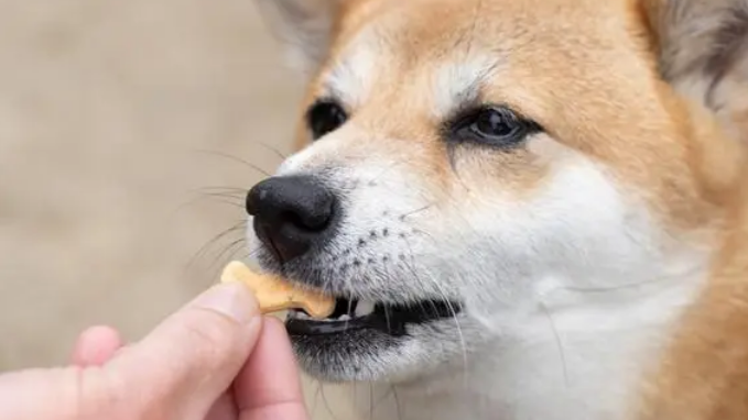 宠物训练零食:喂食量与正确使用方法 宠物训练零食:喂食量与正确使用方法