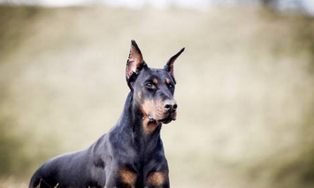 15种最佳护卫犬 ，速来了解