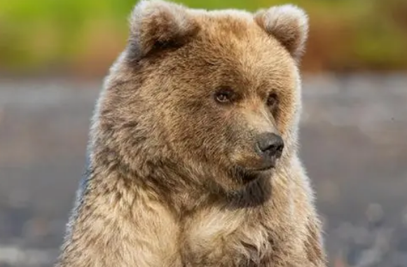 棕熊有哪些种类 棕熊有哪些种类