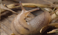 蛞蝓属于昆虫吗