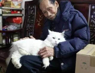 老人养猫为什么会喜欢养狸花猫