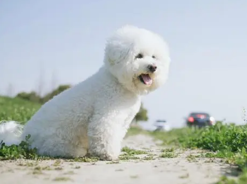 任何宠物都有其优点和缺点,比熊犬也不例外 任何宠物都有其优点和缺点,比熊犬也不例外