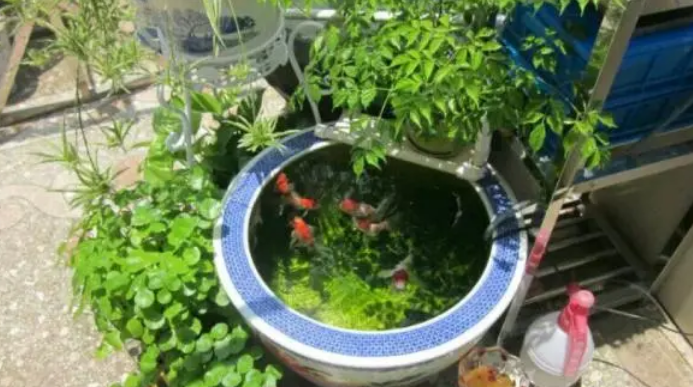 老人养鱼当宠物