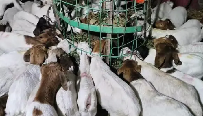现在绵羊羔多少钱一只