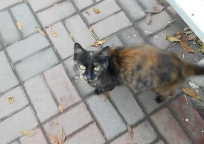 玳瑁猫是世界上最丑的猫吗？为何很多人不喜欢玳瑁猫？