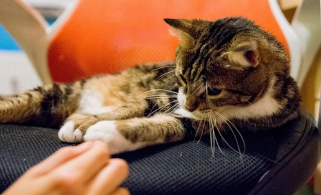 老人养猫真的有用吗