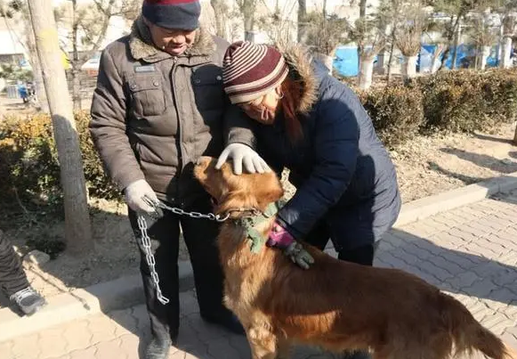 中老年人养狗推荐