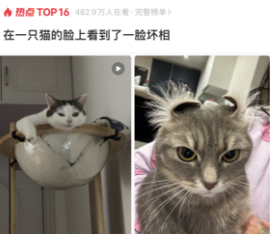 在一只猫的脸上看到了一脸坏相，它在谋划什么？