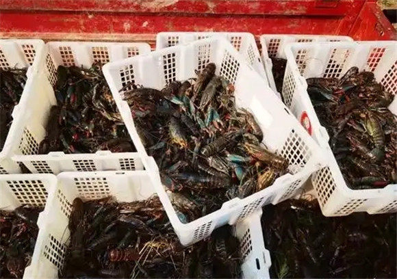 澳洲龙虾养殖密度是多少