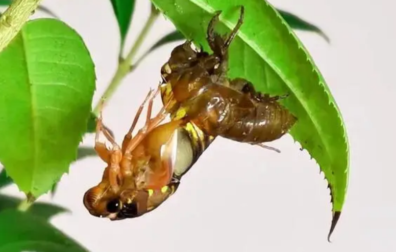 蝉的外貌特征与特点