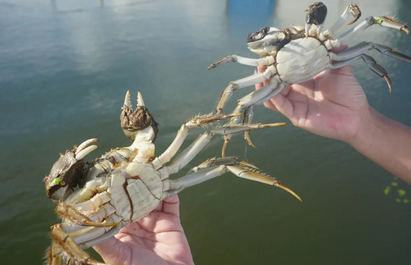 阳澄湖大闸蟹券价格