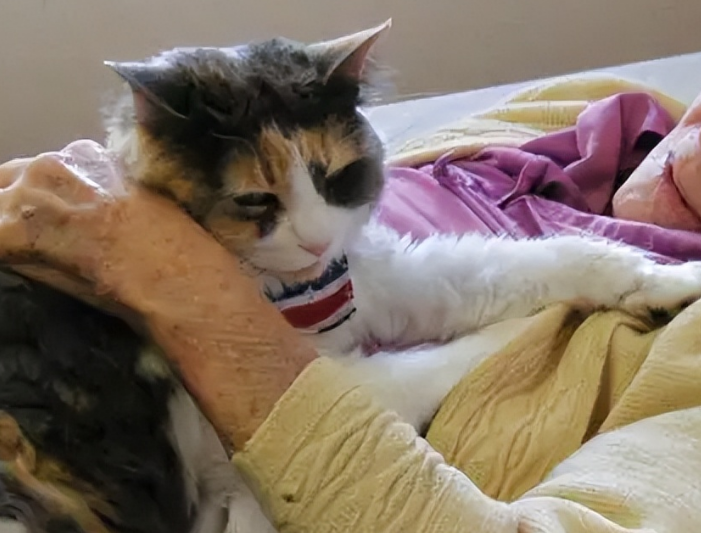 老人养猫有多温顺