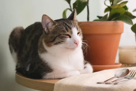 养猫对老年人身体好吗 养猫对老年人身体好吗