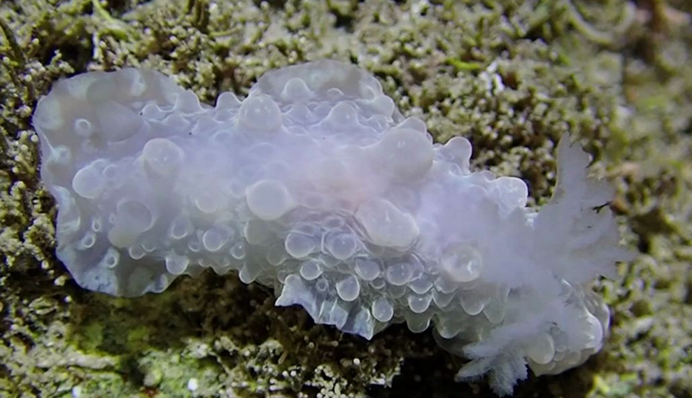 蛞蝓冰蓝色的花