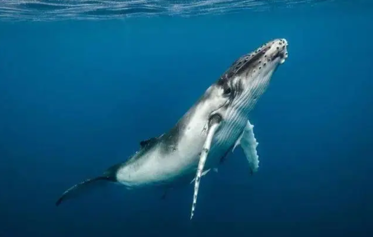 座头鲸的长度 座头鲸的长度