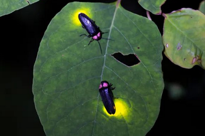 萤火虫是益虫还是害虫