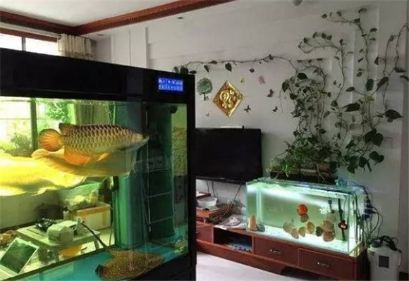 老人养鱼为什么