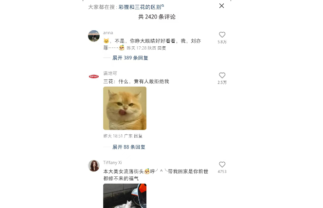 三花猫：震惊 我居然被拒绝