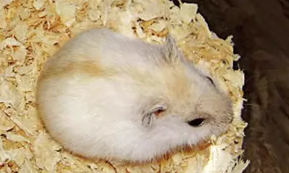 布丁仓鼠的饲养要点