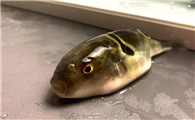 河豚鱼是海里的还是河里的?