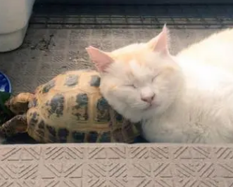 老人养龟好还是养猫好
