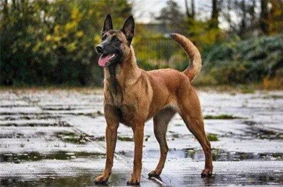 独居女生看过来！这五种护卫犬给你满满安全感