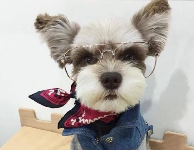 这7种狗有一只你就偷着乐吧！可以陪伴你很久