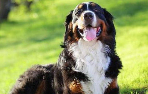 优秀的8种“护卫犬”，你了解多少？