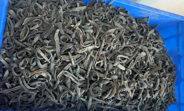 水蛭的作用与功效禁忌 水蛭的作用与功效禁忌