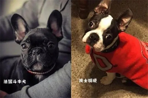 轻松区分法国斗牛犬与波士顿梗，五点技巧就够了！