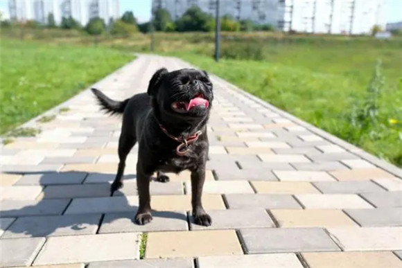 全面解析，巴哥犬的饲养难度与乐趣