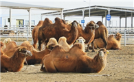 河北骆驼养殖基地