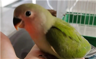 老人养鸟说脏话