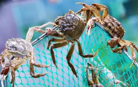 蟹公馆揭秘:海带吊螃蟹,奇景背后的科学 蟹公馆揭秘:海带吊螃蟹,奇景背后的科学
