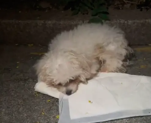 台风来临前一晚狗狗被遗弃路边,生病无助的它还在等主人 台风来临前一晚狗狗被遗弃路边,生病无助的它还在等主人