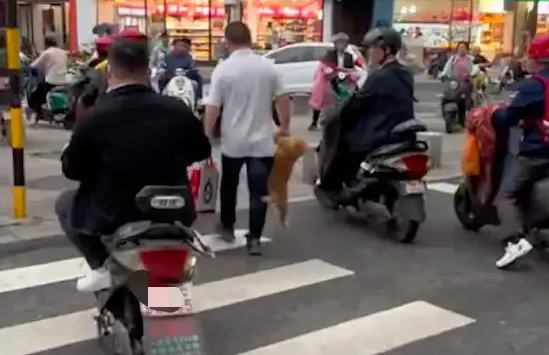 过马路的时候,大叔直接就提起狗狗走! 过马路的时候,大叔直接就提起狗狗走!