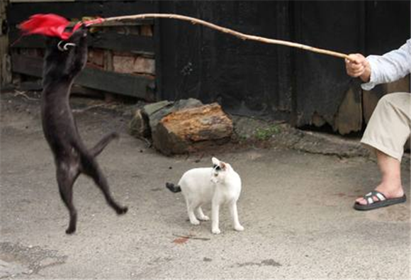 老人养猫好不好 老人养猫好不好