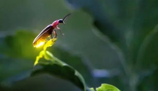 萤火虫是害虫还是益虫