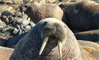 海象性格温顺吗