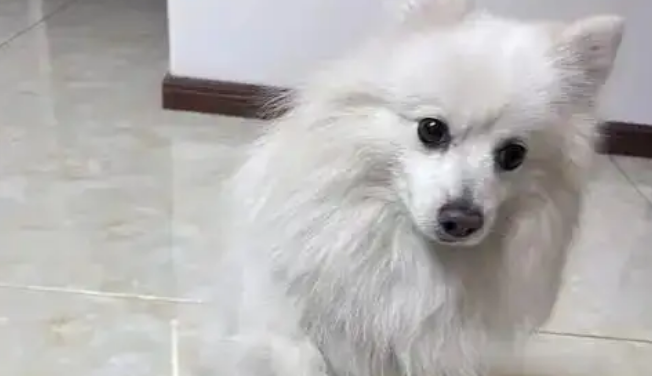 10种适合做宠物的小型犬