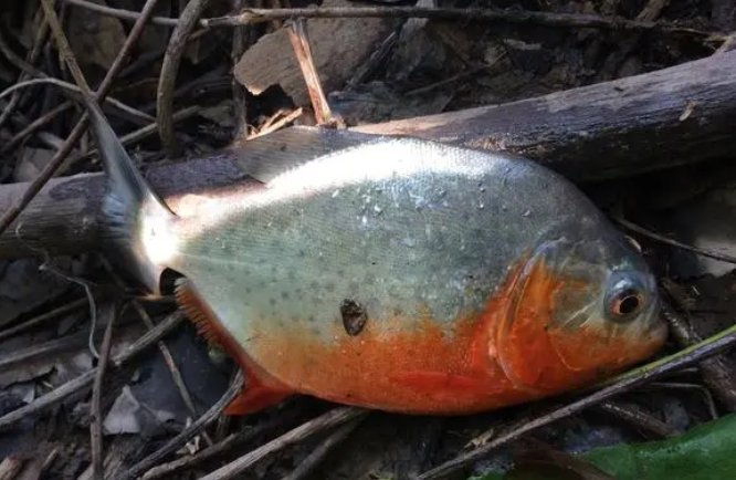 秘鲁食人鱼吃小孩 秘鲁食人鱼吃小孩