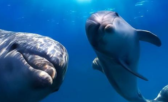 海豚之间交流方式 海豚之间交流方式