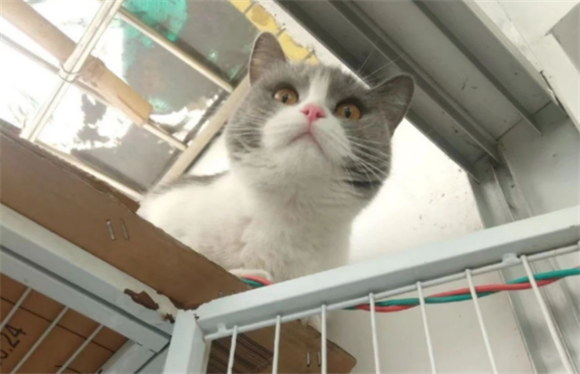 养猫经验：净梵猫感冒了怎么办 