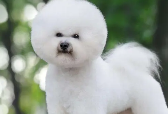 孤寡老人适合养什么狗 孤寡老人适合养什么狗