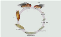果蝇怎么繁殖出来的