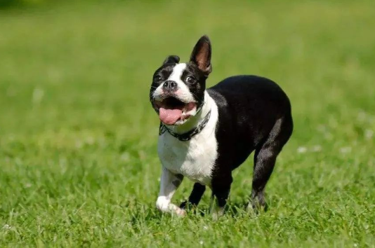 波士顿梗犬物种起源