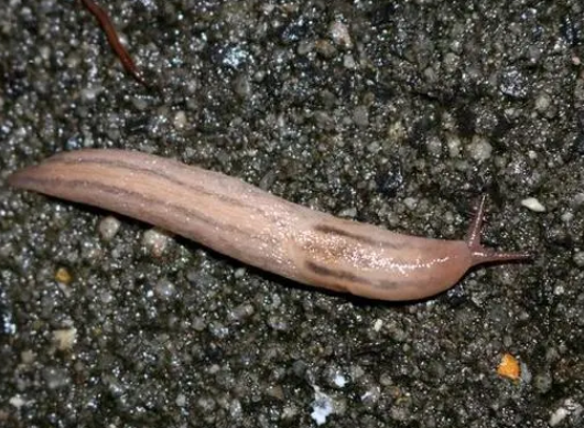 鼻涕虫从哪里来