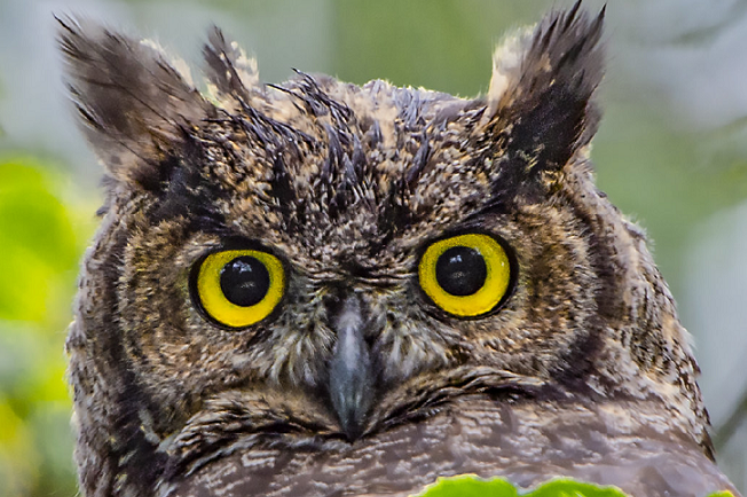 猫头鹰进院子里是好是坏 猫头鹰进院子里是好是坏