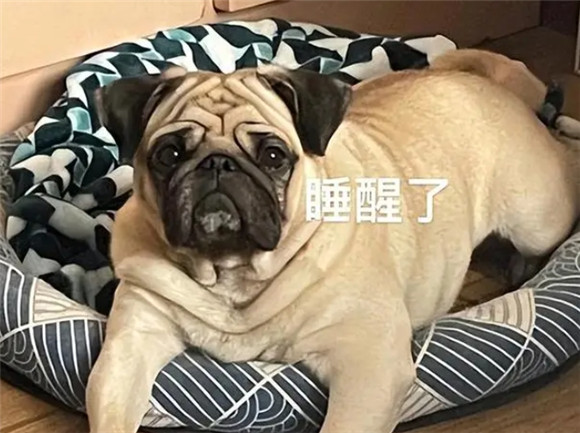 解析巴哥犬受欢迎之谜,独特外貌下的多重优点 解析巴哥犬受欢迎之谜,独特外貌下的多重优点