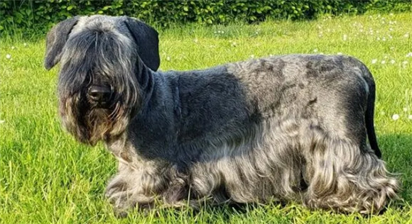 看家护院好帮手，世界十大护卫犬品种排行